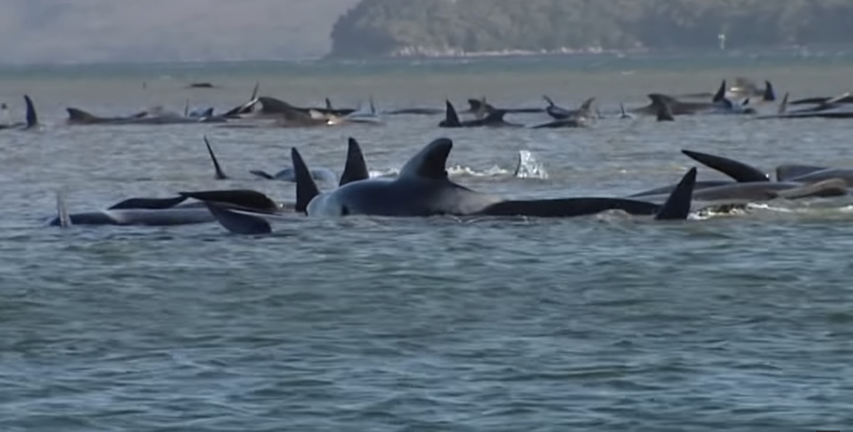 Mass Whale stranding in Tasmania